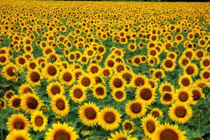 sunflowers